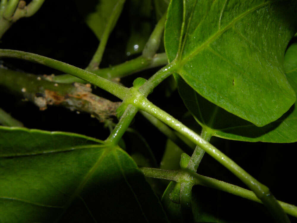 Plancia ëd Erythrina poeppigiana (Walp.) O. F. Cook