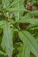 Image of wood ragwort