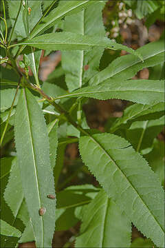 Image of Senecio ovatus subsp. ovatus