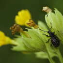 Image of Hylobius sibiricus Egorov ex Ler