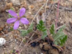 Image of Erodium neuradifolium Del. ex Godr.