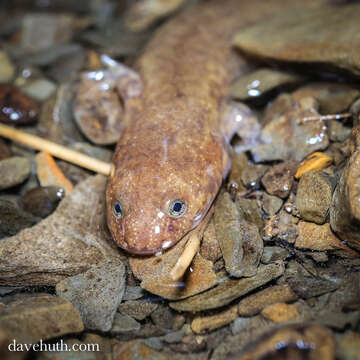 Gyrinophilus porphyriticus (Green 1827) resmi