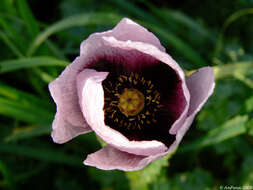 Image of poppy