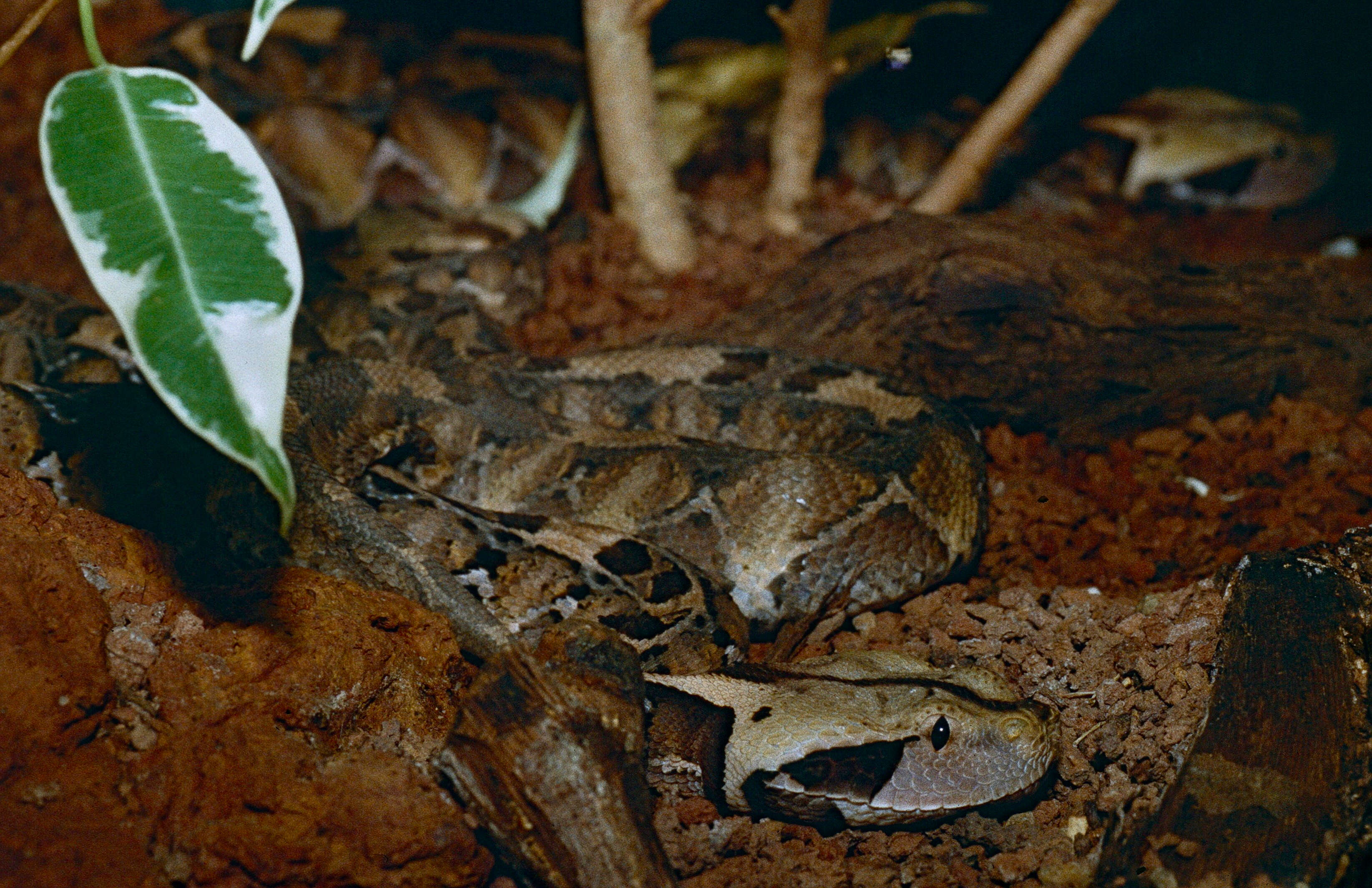 Image of Gaboon Adder