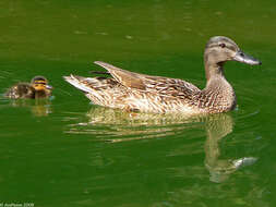 Image of Common Mallard