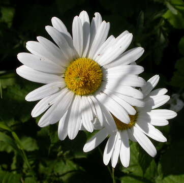 Слика од Leucanthemum