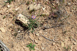 Imagem de Dieteria canescens var. leucanthemifolia (Greene) D. R. Morgan & R. L. Hartman