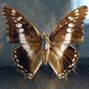 Image of Charaxes achaemenes Felder & Felder 1866