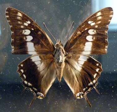 Image of Charaxes achaemenes Felder & Felder 1866