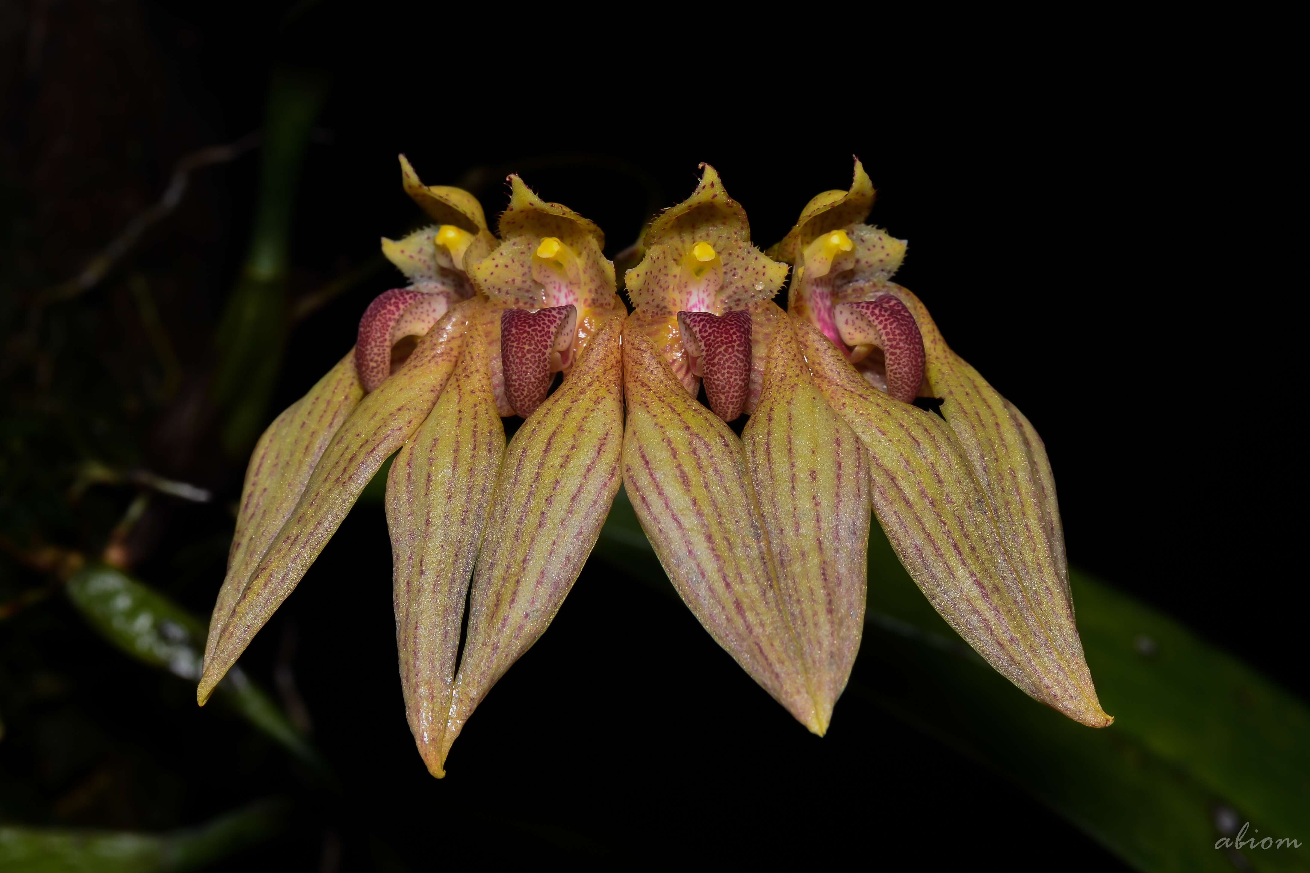 Image of Bulbophyllum annandalei Ridl.