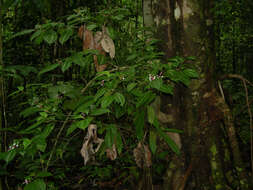 Image of Miconia lateriflora Cogn.