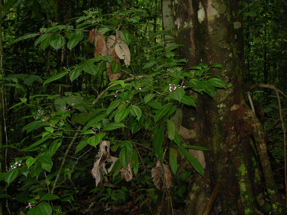 Image of Miconia lateriflora Cogn.