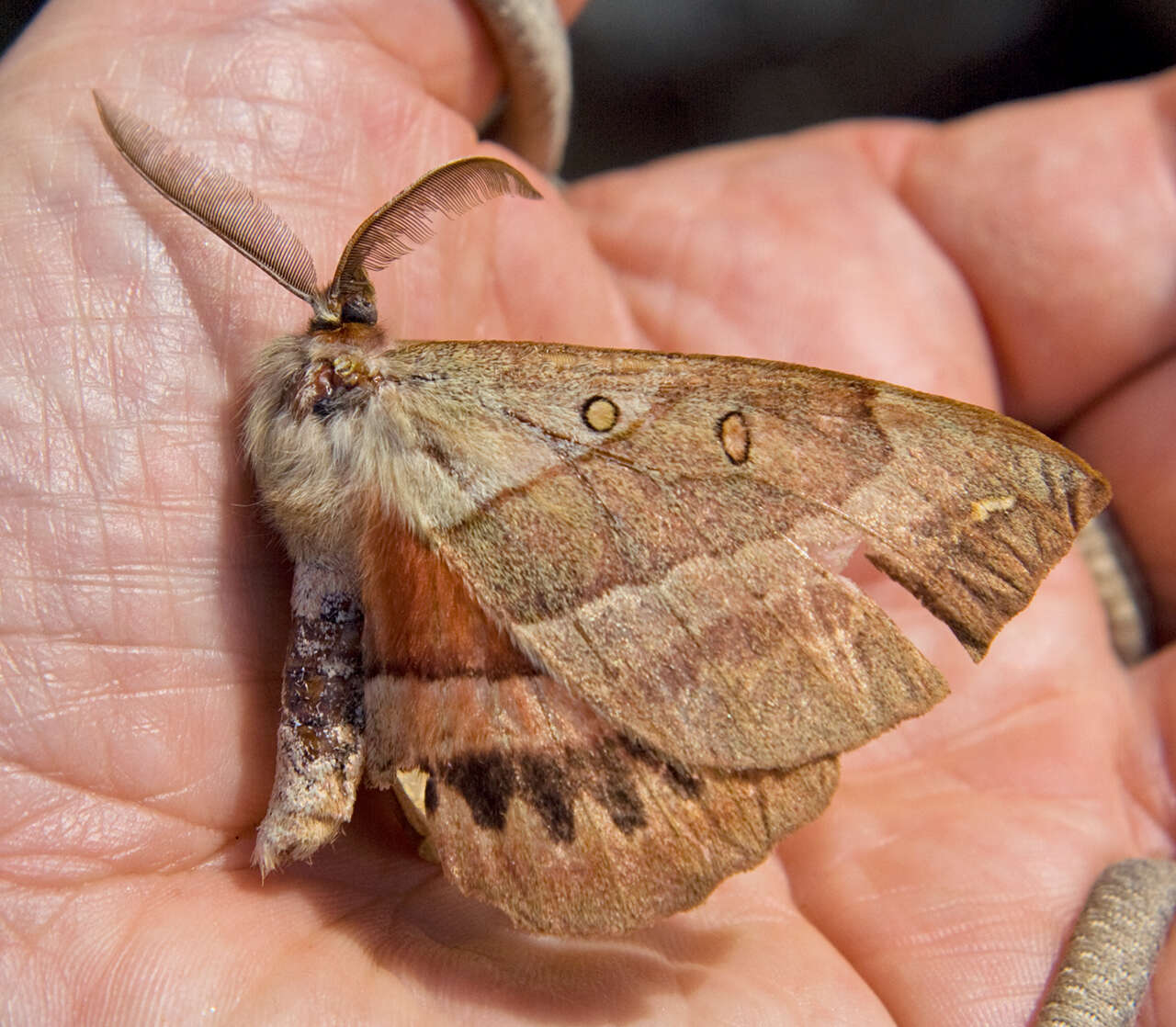 Image of Chelepteryx chelepteryx