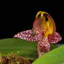 Слика од Bulbophyllum praetervisum J. J. Verm.