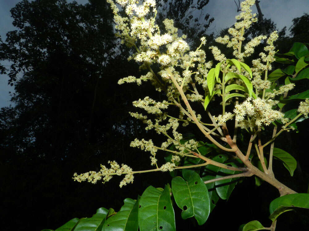 Слика од Tapirira guianensis Aubl.