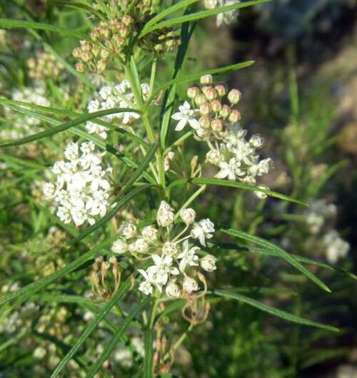 Image of whorled milkweed