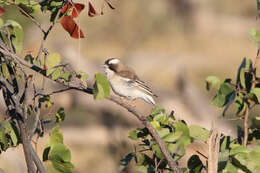 Image of sparrow-weaver