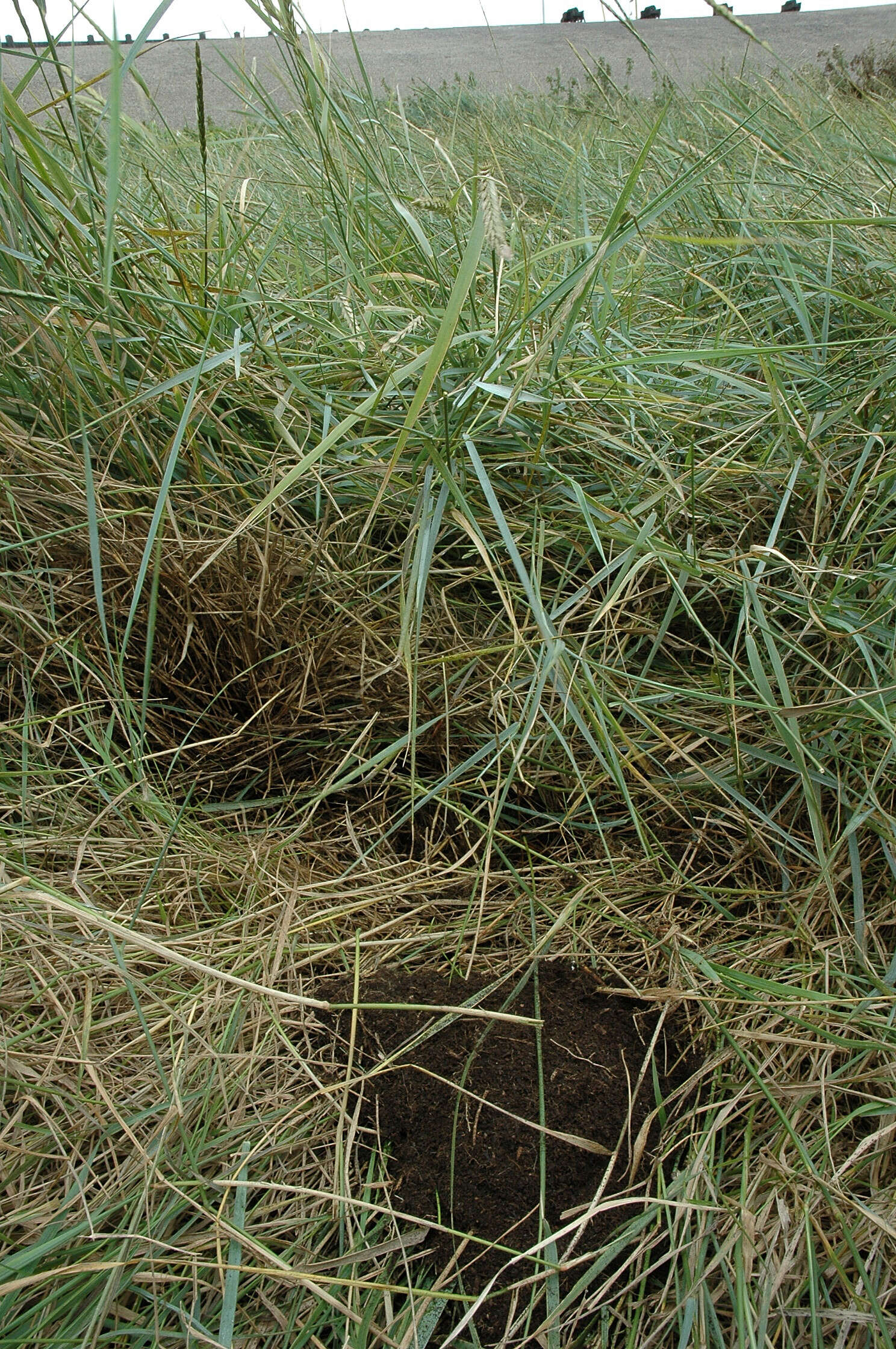 Image de Elymus athericus (Link) Kerguélen