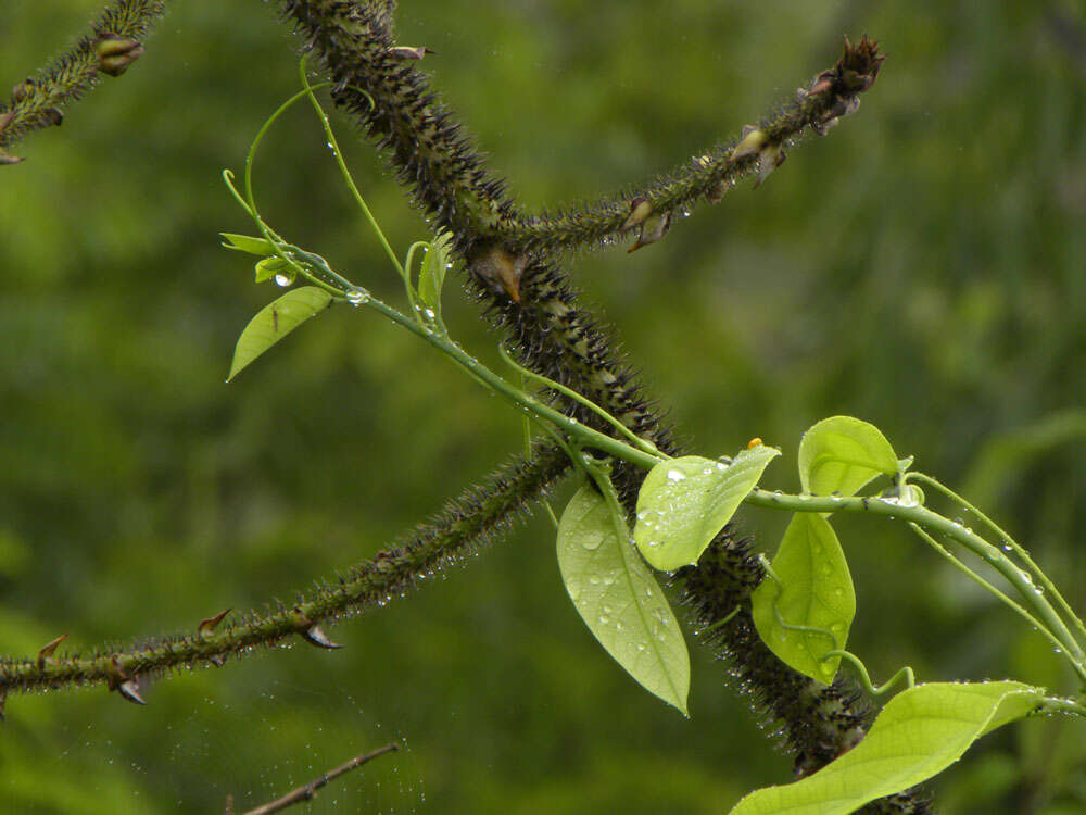 Image of Passiflora pittieri Mast.