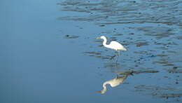 Image of Ardea Linnaeus 1758