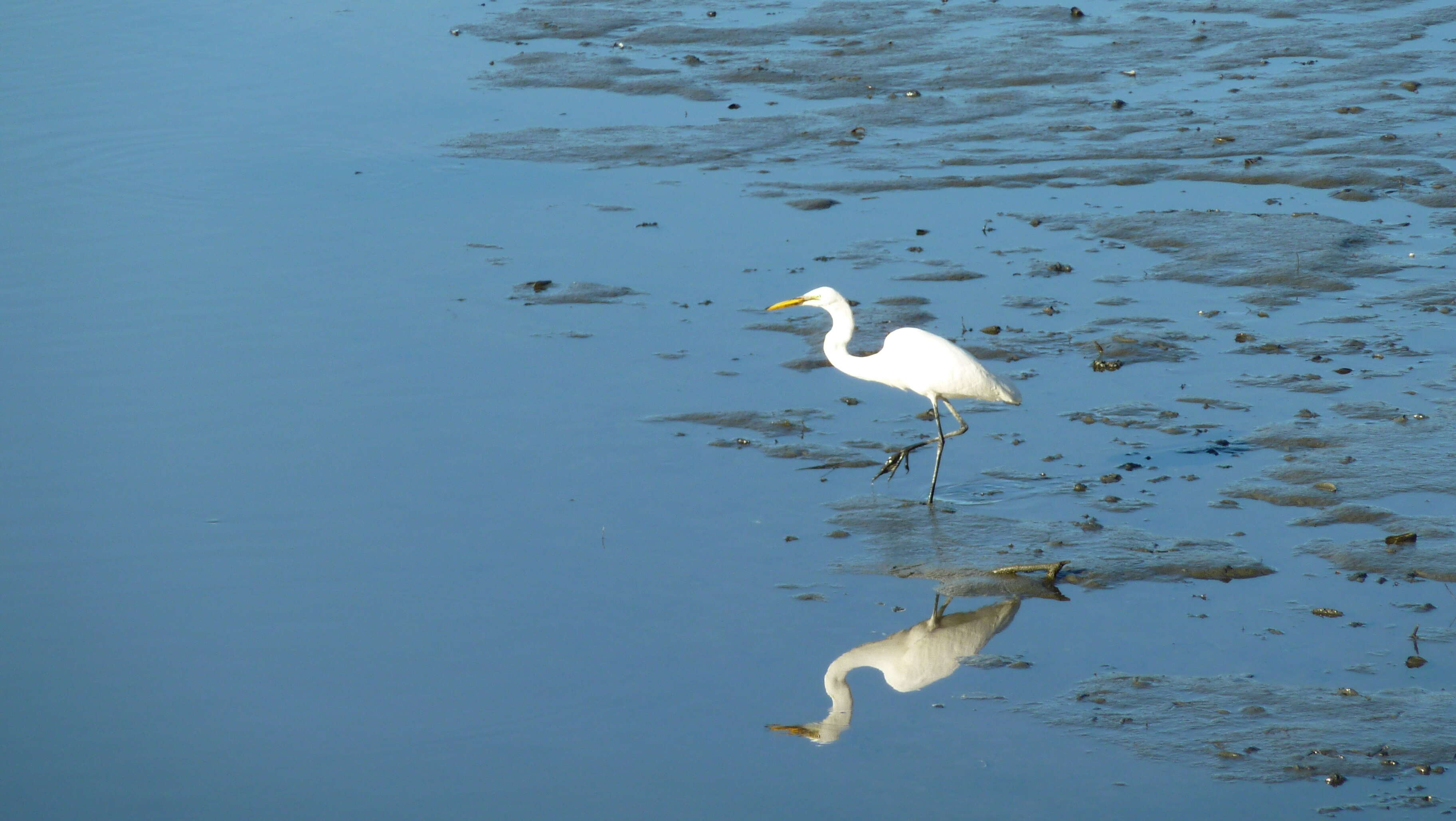 Image of Great Egret