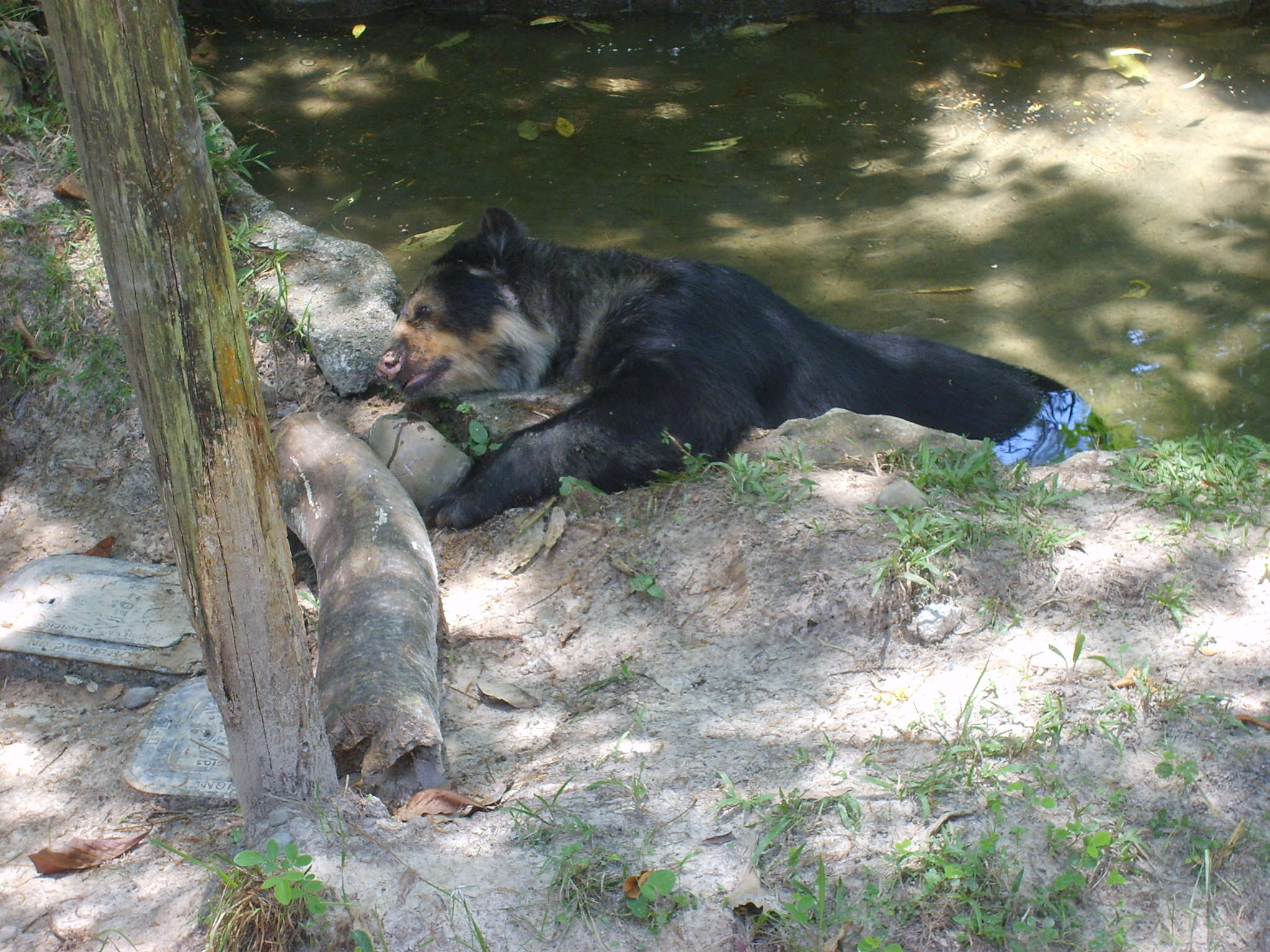 Image of Andean Bears