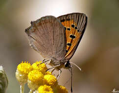 Image of Lycaena