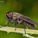 Image of dark giant horsefly