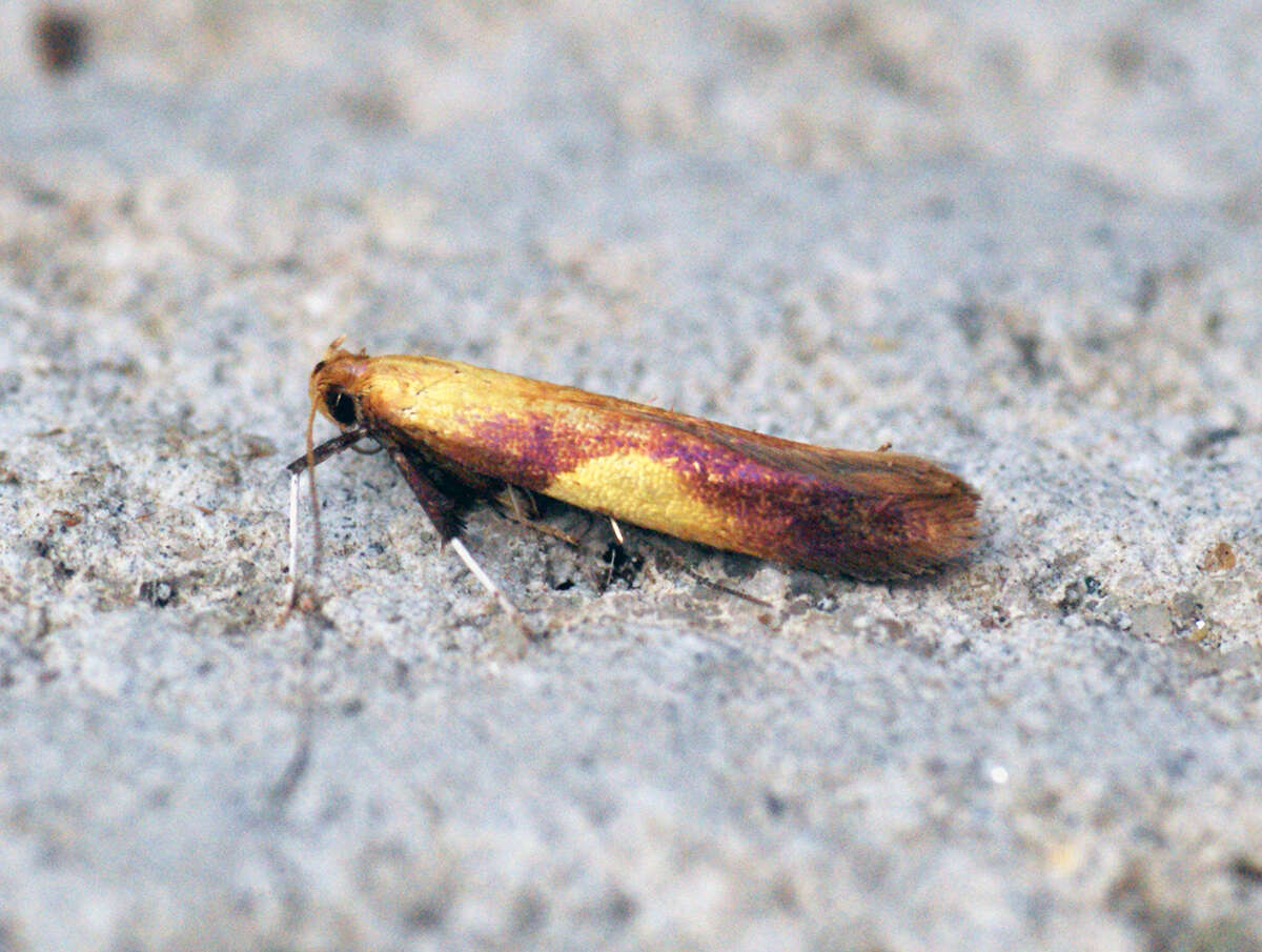 Image of Caloptilia robustella Jäckh 1972