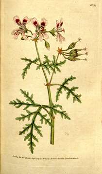 Image de Pelargonium radens H. E. Moore