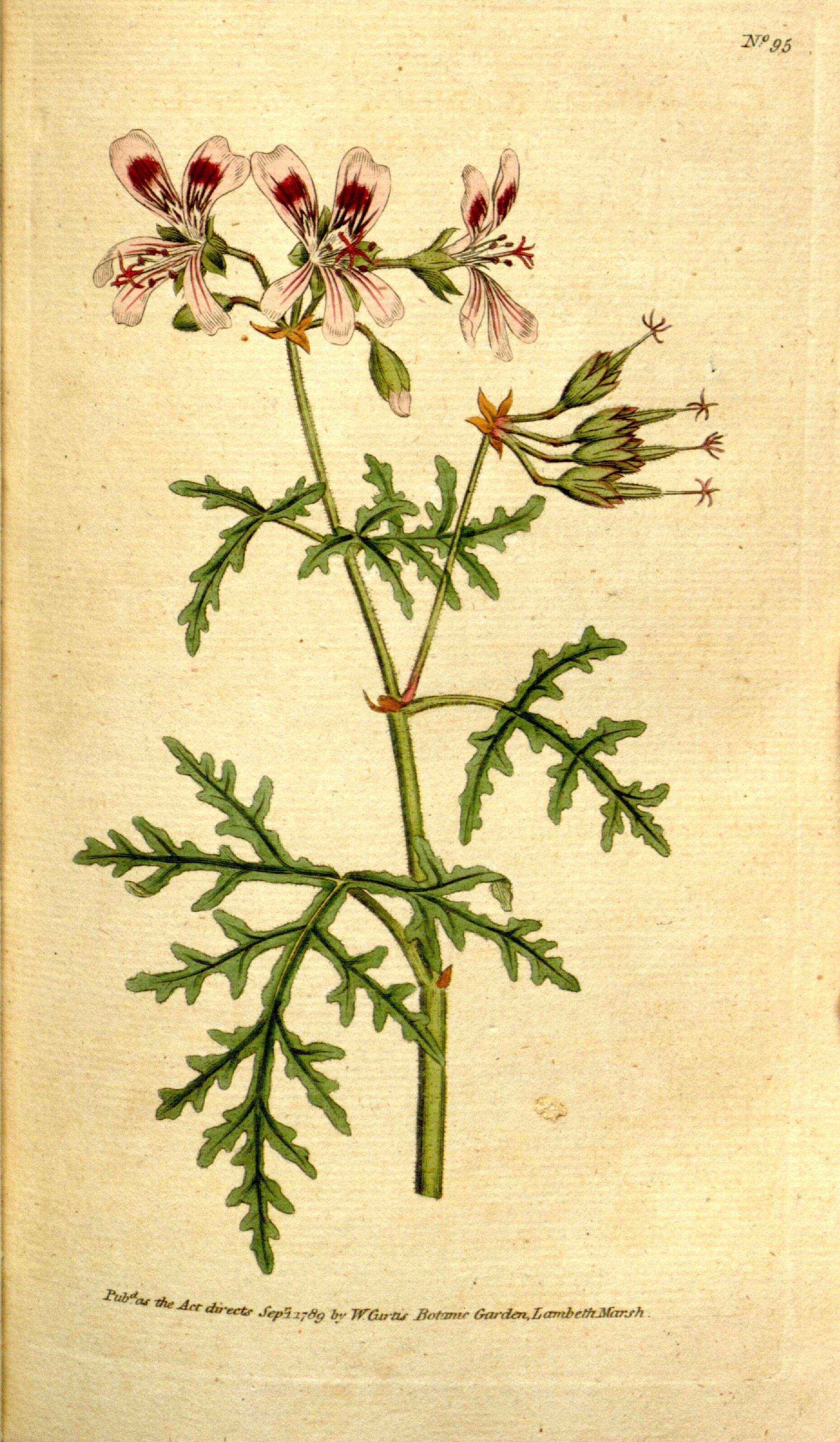 Imagem de Pelargonium radens H. E. Moore