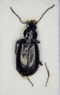 Image of bembidious beetles