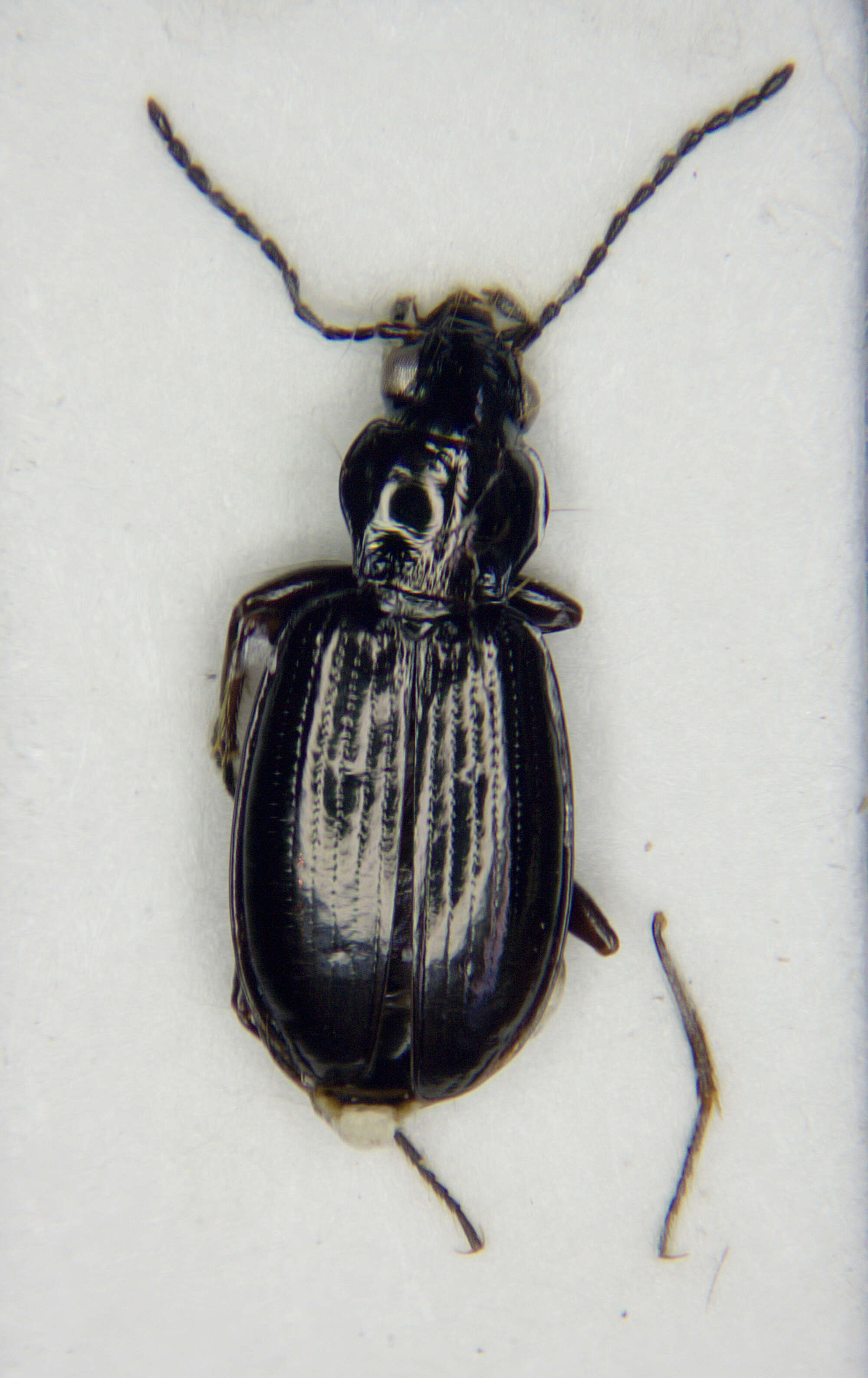 Plancia ëd Bembidion