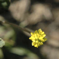 Слика од Medicago