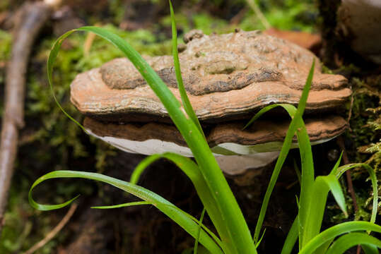 Ganoderma applanatum (Pers.) Pat. 1887的圖片