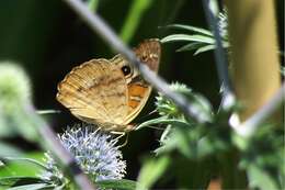 Image of Common buckeye