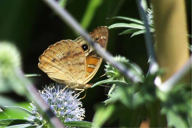 Image of Common buckeye