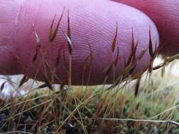 Image of Syntrichia antarctica Zander 1993