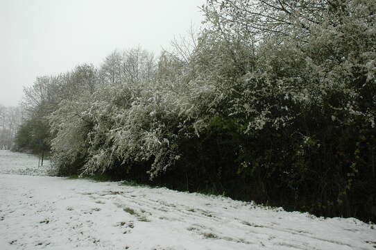 Imagem de Prunus spinosa L.