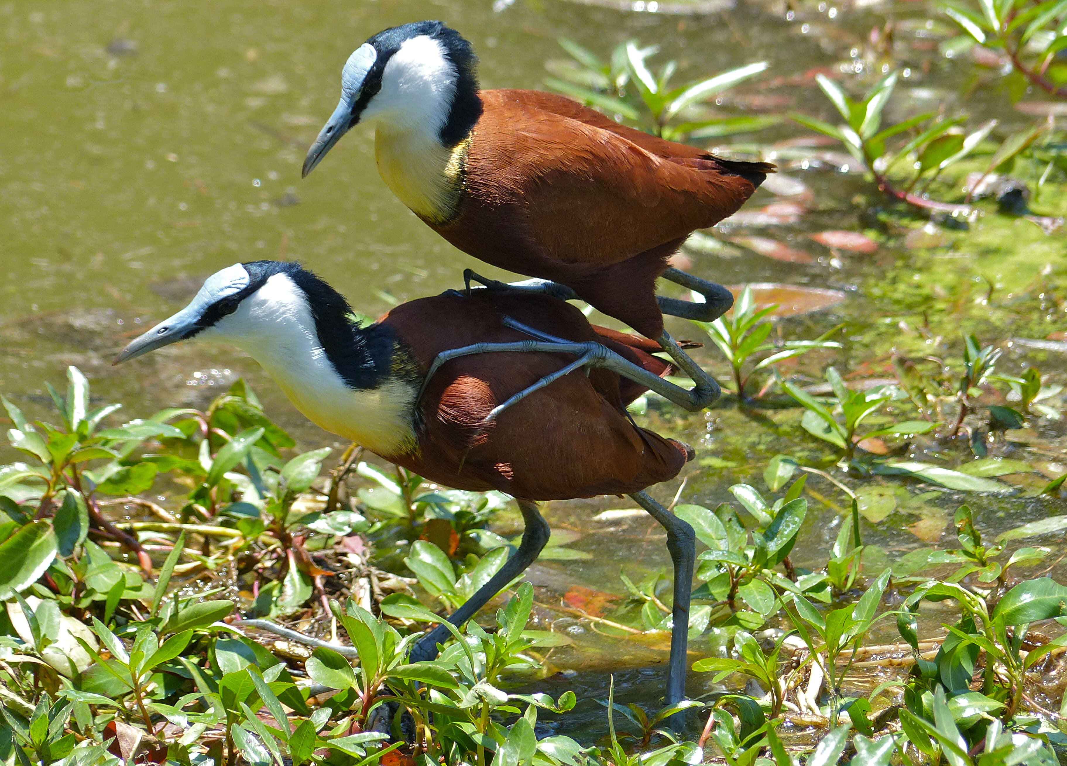 Image of Actophilornis Oberholser 1925