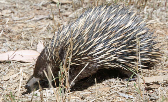 Image of Short-beaked Echidnas