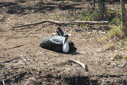 Image of Asian Woolly-necked Stork