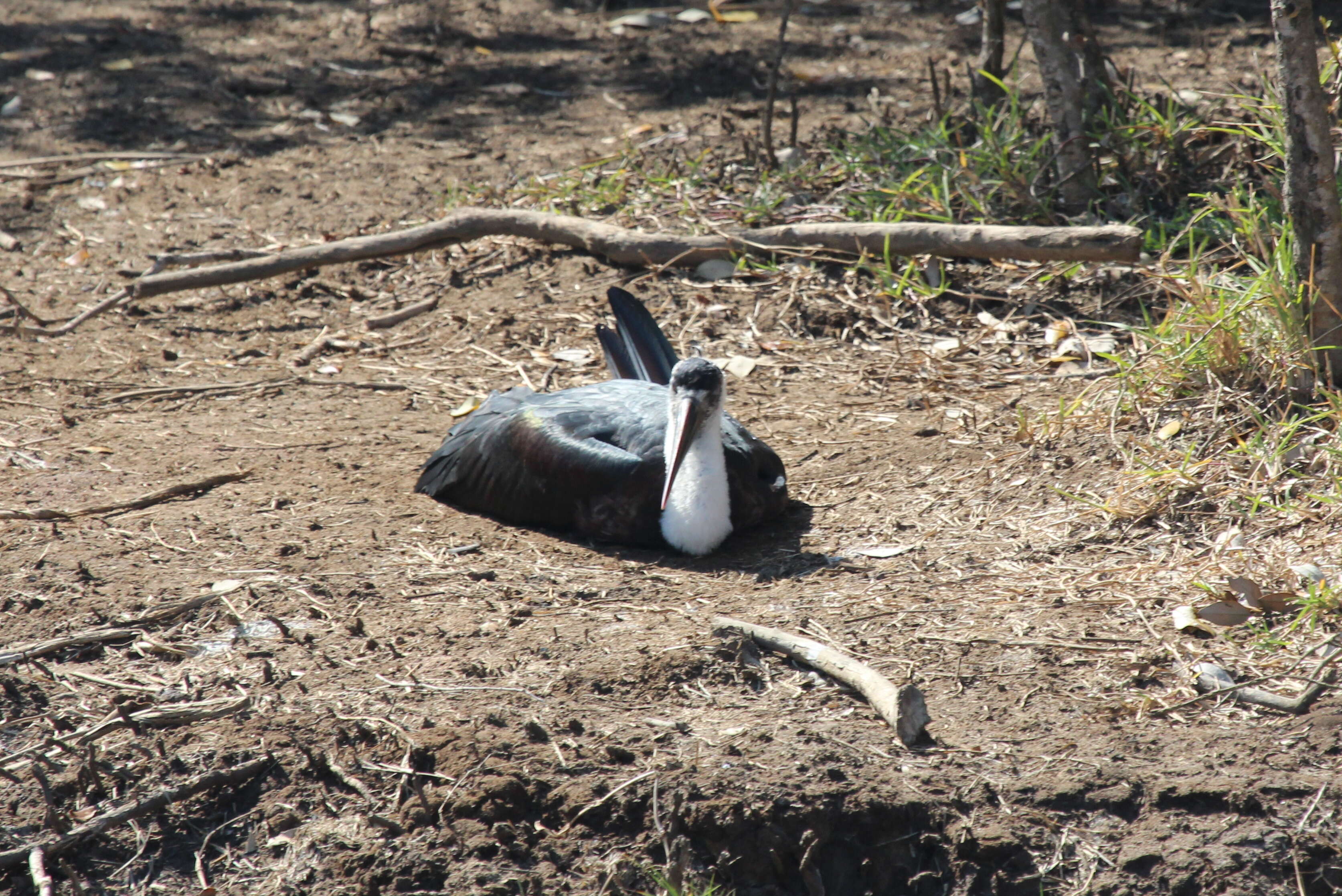 Image of Asian Woolly-necked Stork