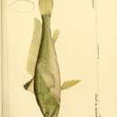 Image of Croaker