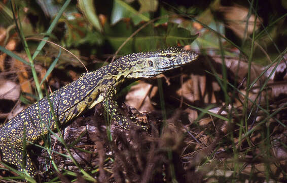 Image of Lace Monitor