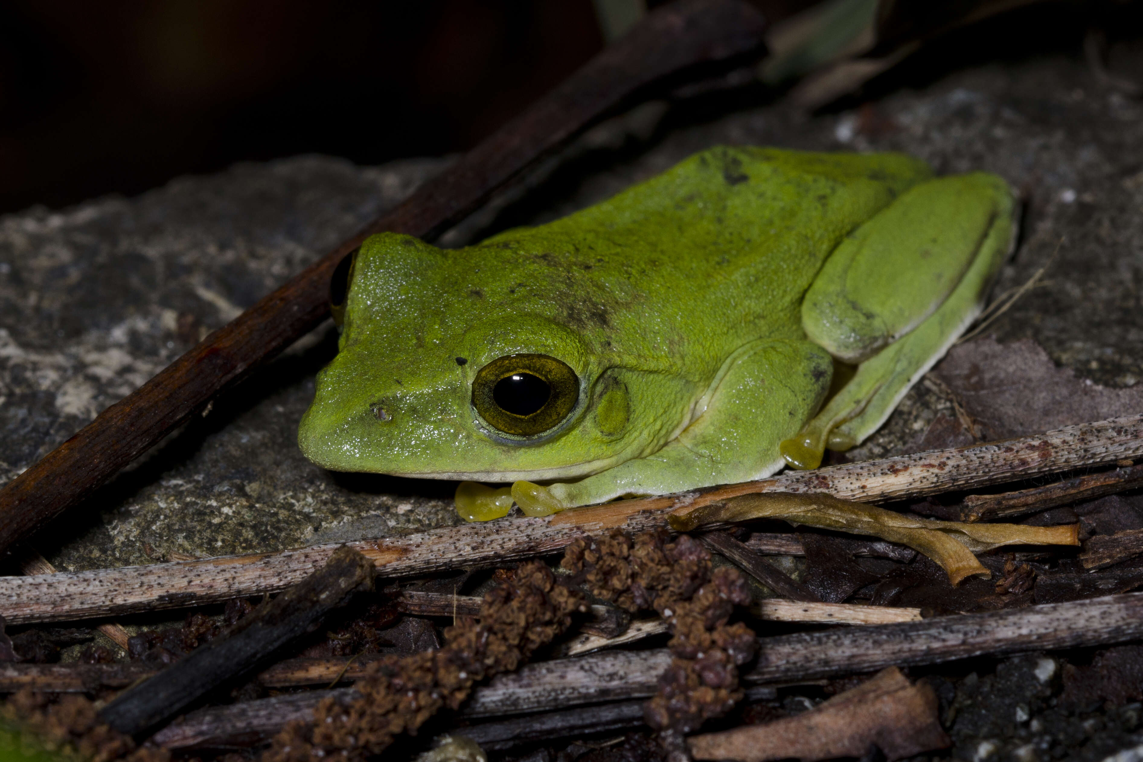 Image of Green flying frog