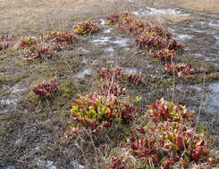 Image of purple pitcherplant