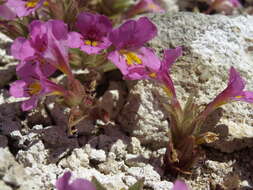 Image of eggleaf monkeyflower