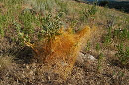 Image of Hooker's evening primrose