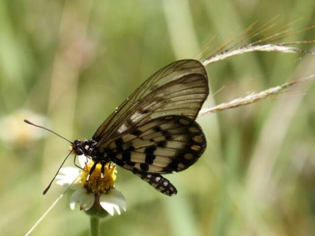 Image of Acraea andromacha Fabricius 1775